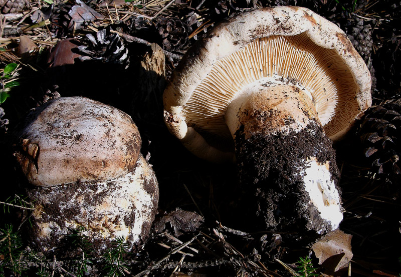 Tricholoma colossus.